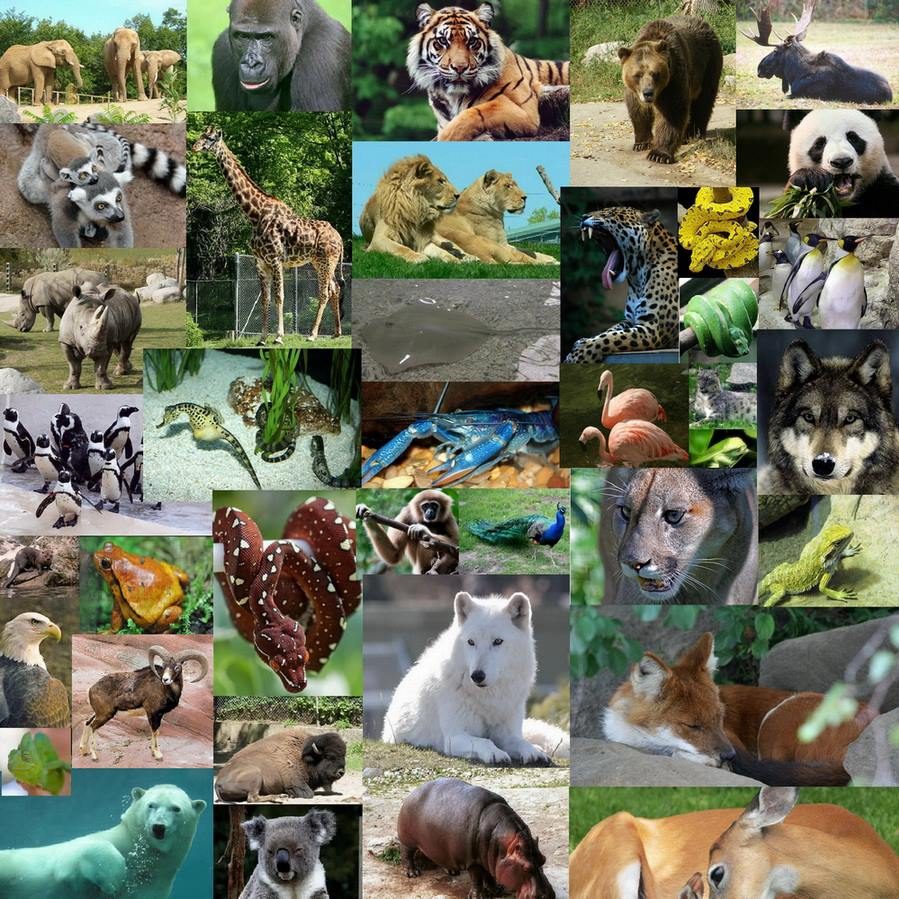 toronto_zoo toronto_zoo